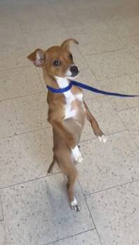 Taquito -  Chihuahua and Rat Terrier Dog for Adoption in Raleigh, North Carolina - Taquito | PetCurious