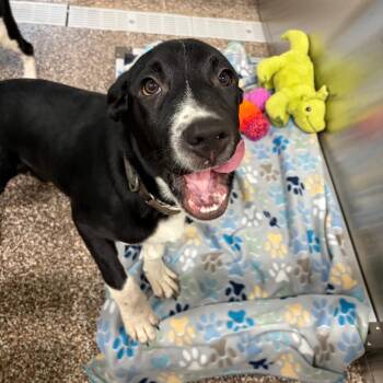 Socks -  Mixed Breed Dog for Adoption in Norman, Oklahoma - Socks | PetCurious