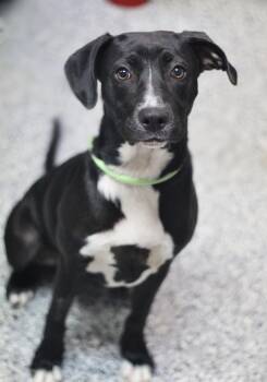 Chessie in NH. Come Meet our Adoptable Dogs Wednesday-Saturday.  -  Black Labrador Retriever Dog for Adoption in Manchester, New Hampshire - Chessie In NH. Come Meet Our Adoptable Dogs Wednesday-Saturday.  | PetCurious