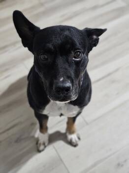 Rescue Pit Bull Terrier and Australian Cattle Dog Blue Heeler Dogs for Adoption in Mesa, Arizona - Adolis | PetCurious