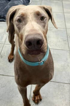 Rescue Doberman Pinscher Dogs for Adoption in Oakland Park, Florida - Canelo 3481 | PetCurious