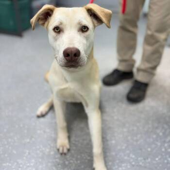 Labrador Retriever Dogs Available for Adoption - Brody | PetCurious