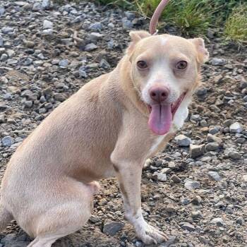 Bon Scott D71150 -  Chihuahua and Mixed Breed Dog for Adoption in Minnetonka, Minnesota - Bon Scott D71150 | PetCurious