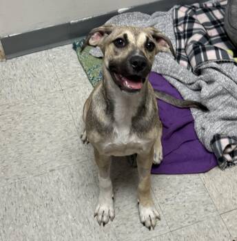 Rescue Mixed Breed Dogs for Adoption in Homewood, Illinois - Flower | PetCurious