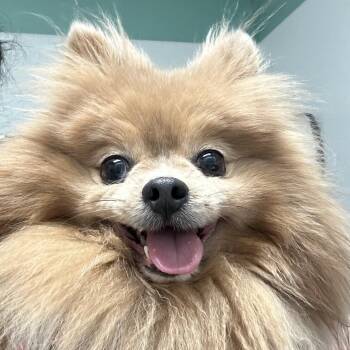 Isabella -  Pomeranian Dog for Adoption in Columbiana, Alabama - Isabella | PetCurious