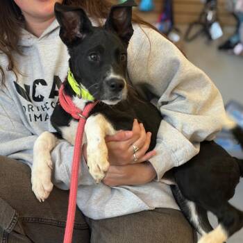 Mixed Breed Dogs Available for Adoption in Morristown, Vermont - Sallie | PetCurious
