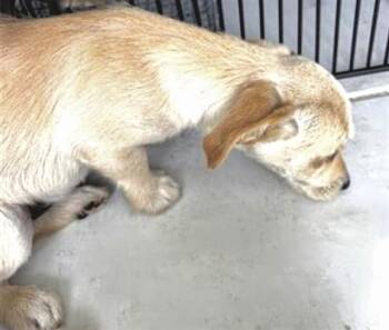 Schnauzer and Mixed Breed Dogs Available for Adoption in Houston, Texas - A654439 | PetCurious