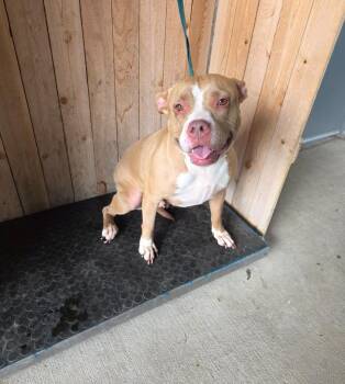 American Staffordshire Terrier Dogs Available for Adoption in Missouri City, Texas - Bala | PetCurious