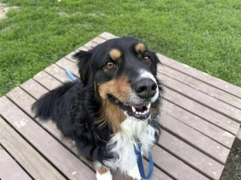 Australian Shepherd and Mixed Breed Dogs Available for Adoption in Omaha, Nebraska - POSSUM | PetCurious