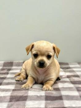 CANE -  Poodle Dog for Adoption in Beaumont, California - CANE | PetCurious