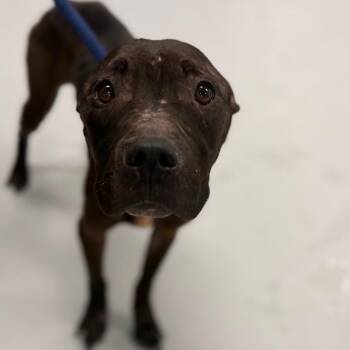 Mixed Breed Dogs Available for Adoption in Philadelphia, Pennsylvania - Cammie | PetCurious