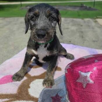 Honky Tonk -  Terrier Dog for Adoption in Holiday Hills, Illinois - Honky Tonk | PetCurious