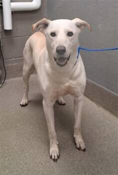 ALEX -  Labrador Retriever and Mixed Breed Dog for Adoption in Las Vegas, Nevada - ALEX | PetCurious