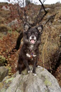 Birdie -  Pomeranian Dog for Adoption in Riverside, California - Birdie | PetCurious