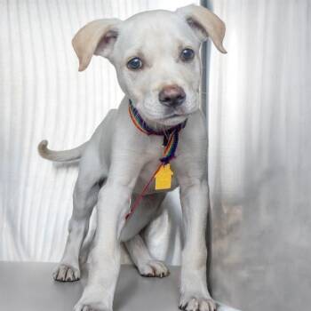 Labrador Retriever and Mixed Breed Dogs Available for Adoption in St. Louis, Missouri - ARLO | PetCurious