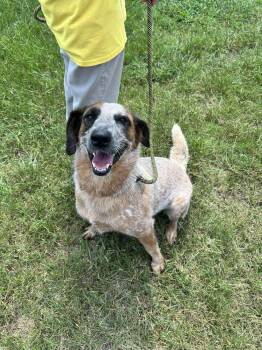 Oakley -  Mixed Breed Dog for Adoption in Scott, Louisiana - Oakley | PetCurious