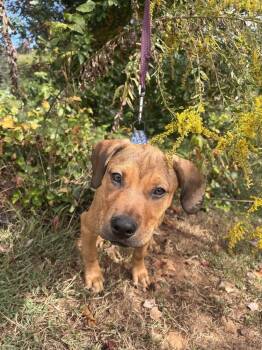 Paloma -  Terrier Dog for Adoption in Candler, North Carolina - Paloma | PetCurious