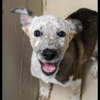 853 (2026) Willus -  Australian Cattle Dog Blue Heeler and Mixed Breed Dog for Adoption in Parker, Colorado - 853 (2026) Willus | PetCurious