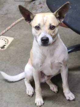 Bo "Behemoth -  Terrier Dog for Adoption in Swainsboro, Georgia - Bo "Behemoth | PetCurious