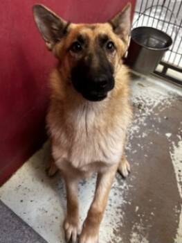 Rescue German Shepherd Dog and Mixed Breed Dogs for Adoption in Madera, California - Koichi | PetCurious