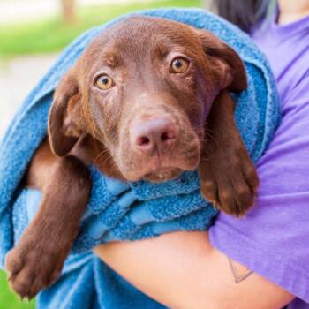 Labrador Retriever Dogs Available for Adoption - Bodhi | PetCurious