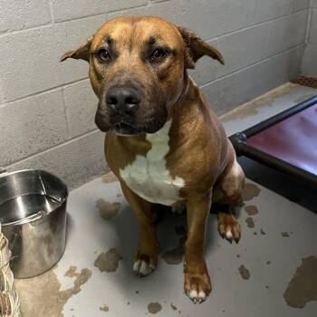Wendell -  Mixed Breed Dog for Adoption in Pauls Valley, Oklahoma - Wendell | PetCurious