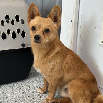 McAdoo -  Mixed Breed Dog for Adoption in Freeport, Florida - McAdoo | PetCurious