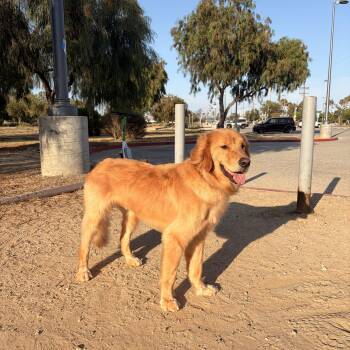 Copper -  Golden Retriever Dog for Adoption in Torrance, California - Copper | PetCurious