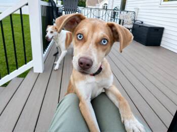 Pointer Dogs Available for Adoption in Holbrook, New York - VIV | PetCurious