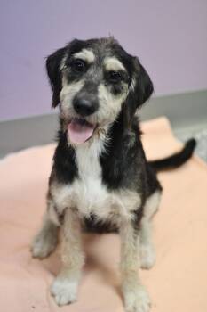 Petra in NH. Come Meet our Adoptable Dogs Wednesday-Saturday. Mo -  Schnauzer Dog for Adoption in Manchester, New Hampshire - Petra In NH. Come Meet Our Adoptable Dogs Wednesday-Saturday. Mo | PetCurious