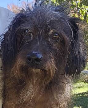 Rescue Wirehaired Dachshund Dogs for Adoption in Dallas, Texas - Jasper | PetCurious