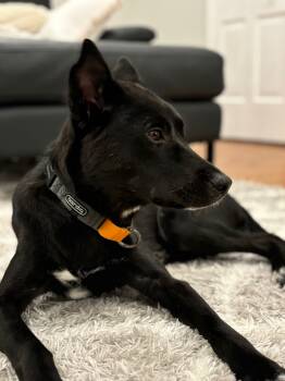 Jindo Dogs Available for Adoption - Lola | PetCurious