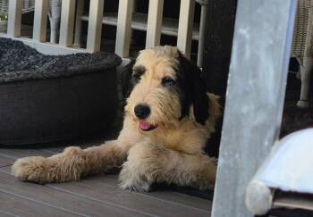 Old English Sheepdog Dogs Available for Adoption - Reba | PetCurious