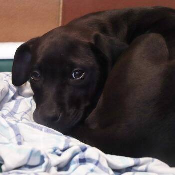 Mixed Breed Dogs Available for Adoption - Miracle | PetCurious