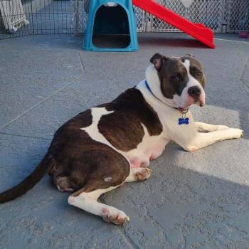 Mixed Breed Dogs Available for Adoption in Pinellas Park, Florida - Cecilia (Juliet) | PetCurious