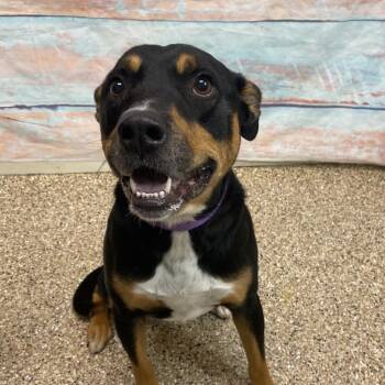 Rescue Shepherd and Pit Bull Terrier Dogs for Adoption in Gillette, Wyoming - Charlee | PetCurious
