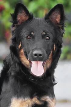 Annie von Ahneby -  German Shepherd Dog Dog for Adoption in Los Angeles, California - Annie Von Ahneby | PetCurious