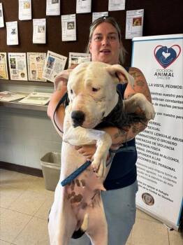 ANA LUCIA -  Pit Bull Terrier and Mixed Breed Dog for Adoption in Stockton, California - ANA LUCIA | PetCurious