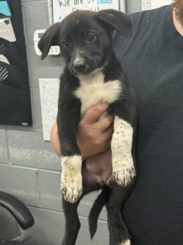 Ren -  Black Labrador Retriever Dog for Adoption in Campbellsville, Kentucky - Ren | PetCurious