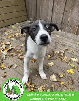 Tonka -  Mixed Breed Dog for Adoption in Stroudsburg, Pennsylvania - Tonka | PetCurious