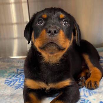 Apricot -  Rottweiler Dog for Adoption in Valparaiso, Indiana - Apricot | PetCurious