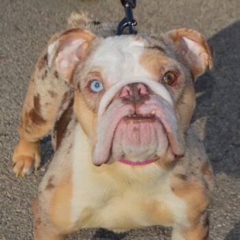 Rescue English Bulldog and Mixed Breed Dogs for Adoption in Elk Grove Village, Illinois - Bowie | PetCurious