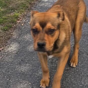 Cattle Dog and Black Labrador Retriever Dogs Available for Adoption in Spring Hill, Kansas - Jaxson | PetCurious
