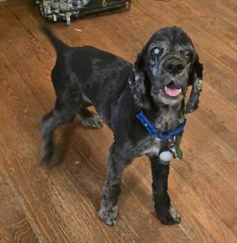 Bruno Puntz Jones -  Cocker Spaniel Dog for Adoption in Millcreek, Utah - Bruno Puntz Jones | PetCurious