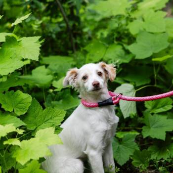 Pluto -  Chihuahua and Italian Greyhound Dog for Adoption in Incline Village, Nevada - Pluto | PetCurious