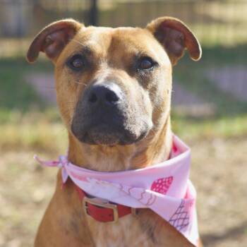 German Shepherd Dog Dogs Available for Adoption - VIA | PetCurious