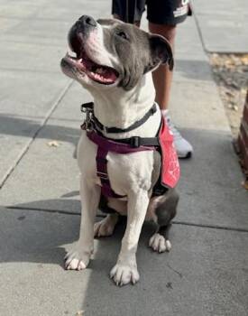 Hank -  Mixed Breed Dog for Adoption in West Chester, Pennsylvania - Hank | PetCurious