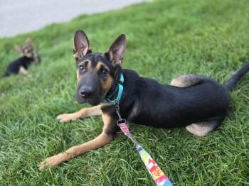 Carly -  Shepherd Dog for Adoption in New London, Wisconsin - Carly | PetCurious