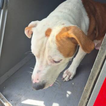 Derrick -  Terrier and Mixed Breed Dog for Adoption in Montgomery, Alabama - Derrick | PetCurious