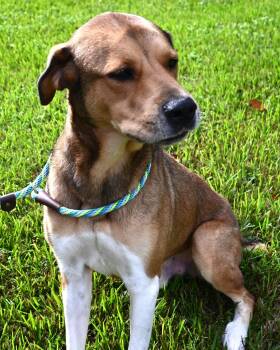 Scrappy. (Such a Sweetie) -  Labrador Retriever Dog for Adoption in Mobile, Alabama - Scrappy. (Such A Sweetie) | PetCurious
